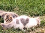 CottonCandy Dollface Persian - Persian Kitten For Sale - Temecula&comma; CA&comma; US