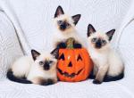 Siamese litter - Siamese Kitten For Sale - Terrell&comma; TX&comma; US