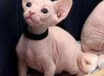 B litter - Sphynx Kitten For Sale - Four Oaks&comma; NC&comma; US