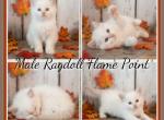 Ragdoll Male 8 weeks - Ragdoll Kitten For Sale - 