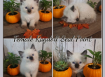 Ragdoll Female 8 weeks - Ragdoll Kitten For Sale - 