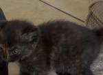 Tuxes' Litter - Domestic Kitten For Adoption - Palmdale&comma; CA&comma; US