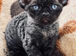 Mr Privvy - Devon Rex Kitten For Sale - Molena&comma; GA&comma; US
