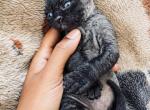 Mr Privvy - Devon Rex Kitten For Sale - Molena&comma; GA&comma; US