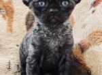 Mr Privvy - Devon Rex Kitten For Sale - Tampa&comma; FL&comma; US