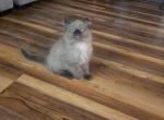 Charlie - Ragdoll Kitten For Sale - Lititz&comma; PA&comma; US