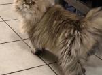 Al - Persian Kitten For Sale - Friendswood&comma; TX&comma; US