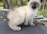 Purebred Siamese Kittens - Siamese Kitten For Sale - Chicago&comma; IL&comma; US