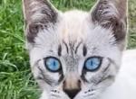 Seal Lynx Deep blue eyes - Bengal Kitten For Sale - 