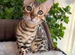 Happy - Bengal Kitten For Sale - Miami&comma; FL&comma; US