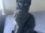 Black male - Maine Coon Kitten For Sale - 