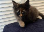 Tortie - Maine Coon Kitten For Sale - Waterford&comma; ME&comma; US