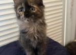 Tortie - Maine Coon Kitten For Sale - Waterford&comma; ME&comma; US