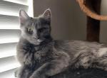 Cleo - Nebelung Cat For Sale - La Sierra&comma; CA&comma; US