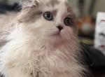 Sweetest love - Scottish Fold Kitten For Sale - NH&comma; US