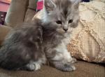 Copper - Maine Coon Kitten For Sale - 