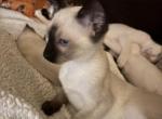 Snows Seal and Chocolate Points - Siamese Kitten For Sale - Moneta&comma; VA&comma; US