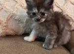 Amber - Maine Coon Kitten For Sale - 