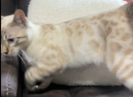 Seal Point Lynx Bengal - Bengal Kitten For Sale - 