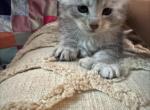 Nick - Maine Coon Kitten For Sale - Bechtelsville&comma; PA&comma; US