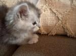 Scarlett - Maine Coon Kitten For Sale - Bechtelsville&comma; PA&comma; US