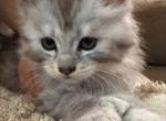 Goldie - Maine Coon Kitten For Sale - Bechtelsville&comma; PA&comma; US