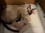 Lucy litter - Siamese Kitten For Sale - Youngstown&comma; OH&comma; US
