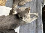 None - Domestic Kitten For Sale - Los Angeles&comma; CA&comma; US