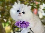 Beauty - Scottish Straight Kitten For Sale - Kent&comma; WA&comma; US