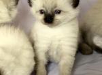Blue eyed ragdoll balinese mix kittens - Ragdoll Kitten For Sale - 