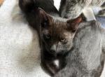 None 2 - Domestic Kitten For Sale - Los Angeles&comma; CA&comma; US