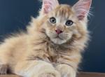 Nathan - Maine Coon Cat For Sale - Grayslake&comma; IL&comma; US