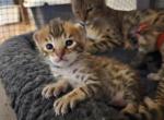 Mr Sailor - Savannah Kitten For Sale - Lakeland&comma; FL&comma; US
