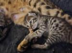 Miss Violet - Savannah Kitten For Sale - Lakeland&comma; FL&comma; US