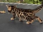 SunlightBengals - Bengal Kitten For Sale - Chicago&comma; IL&comma; US