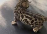 SunlightBengals boy - Bengal Kitten For Sale - 