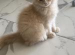 RagdollCherubim - Ragdoll Kitten For Sale - 