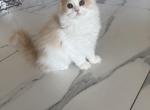 RagdollCherubim - Ragdoll Kitten For Sale - 