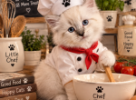 Lucys litter - Siberian Kitten For Sale - Naples&comma; FL&comma; US