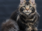 Handsome Male Maine Coon Kitten Elvis - Maine Coon Kitten For Sale - Miami&comma; FL&comma; US