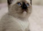 Cute Siamese kitten - Siamese Kitten For Sale - Enfield&comma; CT&comma; US
