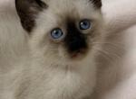 Cute Siamese kitten - Siamese Kitten For Sale - Enfield&comma; CT&comma; US