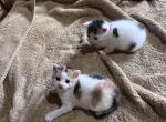 Floral - Domestic Kitten For Sale - 