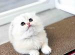 HTX Edelweiss munchkin fold longhair short legs - Munchkin Kitten For Sale - TX&comma; US