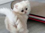 HTX Eshley tiny munchkin longhair with short legs - Munchkin Kitten For Sale - TX&comma; US