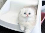 HTX Estelle scottish fold longhair silver shaded - Scottish Fold Kitten For Sale - TX&comma; US