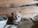 Japer - Domestic Kitten For Sale - 