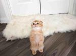 HTX mini Arisha golden Scottishkilt munchkin fold - Munchkin Kitten For Sale - TX&comma; US