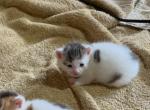 Cody - Domestic Kitten For Sale - Reinholds&comma; PA&comma; US