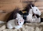 Adessa - Domestic Kitten For Adoption - 